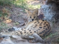 Serval