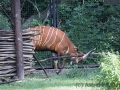 zoo_warschau_bongo_3561_web