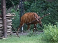 zoo_warschau_bongo_3563_web