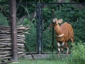 zoo_warschau_bongo_3573_web