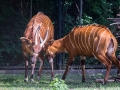 zoo_warschau_bongo_3587_web