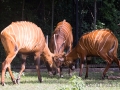 zoo_warschau_bongo_3588_web