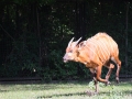 zoo_warschau_bongo_3593_web