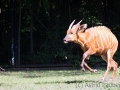 zoo_warschau_bongo_3594_web