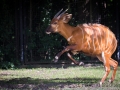 zoo_warschau_bongo_3598_web