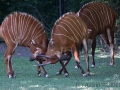zoo_warschau_bongo_3618_web