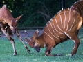 zoo_warschau_bongo_3621_web