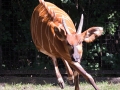 zoo_warschau_bongo_3636_web