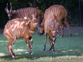 zoo_warschau_bongo_3656_web