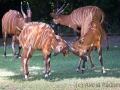 zoo_warschau_bongo_3661_web