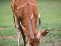 zoo_warschau_bongo_3895_web