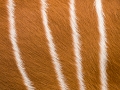 zoo_warschau_bongo_3901_web