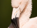 zoo_warschau_flamingo_4089_web