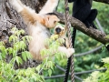 zoo_warschau_gibbon_3918_web