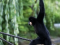 zoo_warschau_gibbon_3966_web