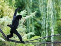 zoo_warschau_gibbon_3981_web