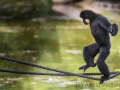 zoo_warschau_gibbon_3993-2_web