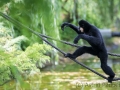 zoo_warschau_gibbon_4004_web