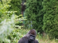 zoo_warschau_gorilla_3851_web