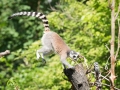 zoo_warschau_katta_3533_web