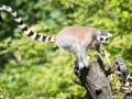 zoo_warschau_katta_3534_web