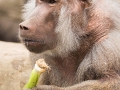 zoo_warschau_mantelpavian_3817_web