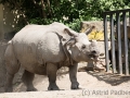 zoo_warschau_panzernashorn_3733_web