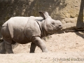 zoo_warschau_panzernashorn_3739_web
