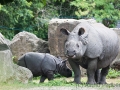 zoo_warschau_panzernashorn_3771_web