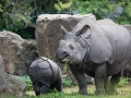 zoo_warschau_panzernashorn_3780_web