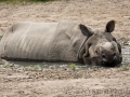 zoo_warschau_panzernashorn_3864_web