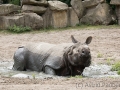 zoo_warschau_panzernashorn_3873_web