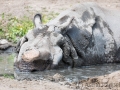 zoo_warschau_panzernashorn_4369_web