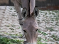 zoo_warschau_somali_wildesel_3704_web