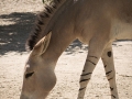 zoo_warschau_somali_wildesel_3712-2_web