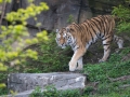 tiger_3709_web