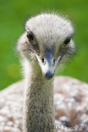 Nandu
