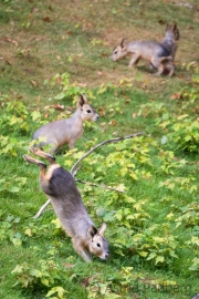 Große Mara, Jungtiere