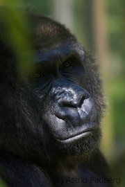 Gorilla