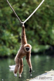 Weißhandgibbon