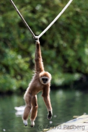 Weißhandgibbon