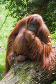 Orang Utan