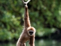 Weißhandgibbon