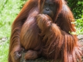 Orang Utan