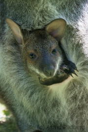 Bennettskänguru;Macropus rufogriseus