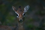 Dik-Dik