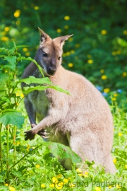 Bennettskänguru;Macropus rufogriseus