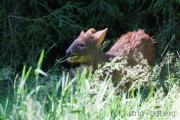 Pudu