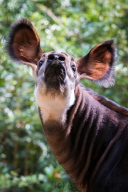 Okapi (Thabo)