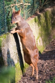 Pudu